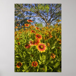 Affiches fleurs sauvages à roues à feu (Gaillardia pulche
