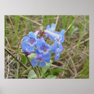 Affiches Fleurs sauvages bleues F3 Beardtongue bleu élancé