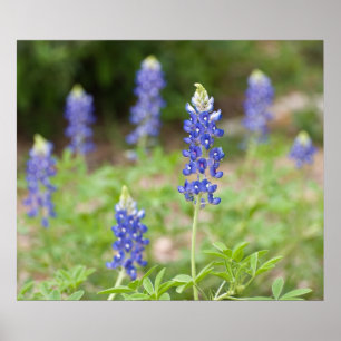 Affiches Fleurs sauvages Bluebonnet