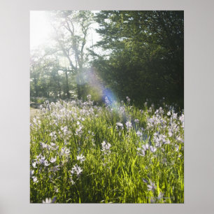 Affiches Fleurs sauvages dans le domaine