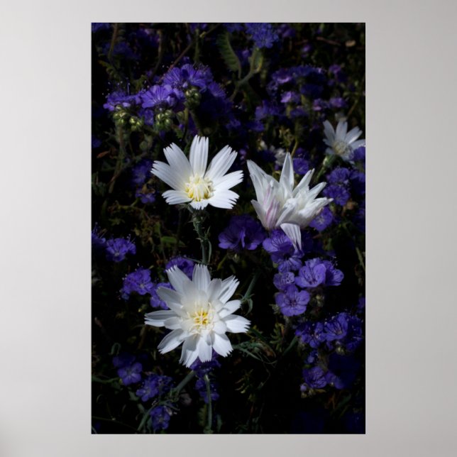 Affiches Fleurs sauvages de Chicory et Phacelia (Devant)