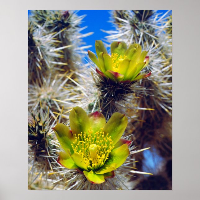 Affiches Fleurs sauvages de Cholla Cactus en argent (Devant)