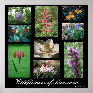 Affiches Fleurs sauvages de la Louisiane