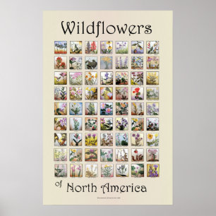 Affiches Fleurs sauvages de l'Amérique du Nord