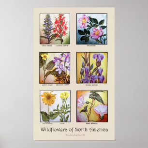 Affiches Fleurs sauvages de l'Amérique du Nord [A]