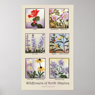 Affiches Fleurs sauvages de l'Amérique du Nord [B]