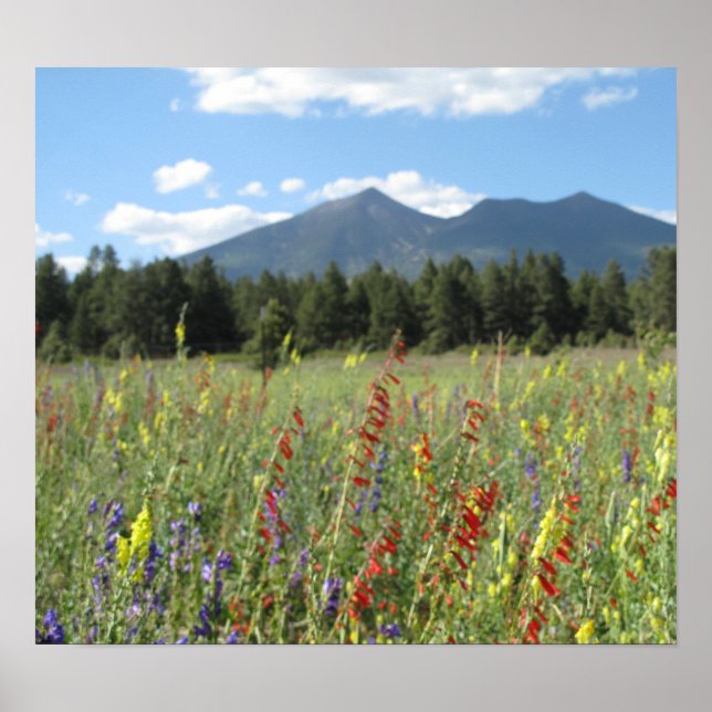 Affiches Fleurs sauvages Flagstaff (Devant)