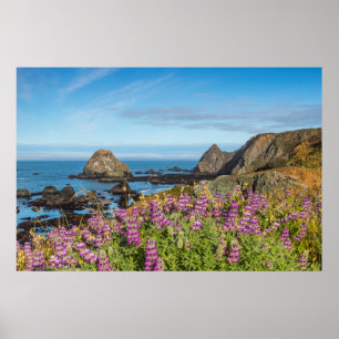 Affiches Fleurs sauvages lupines couvrent les collines