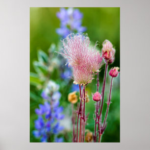 Affiches Fleurs sauvages Prairie Smoke dans la forêt d'Aspe