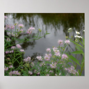 Affiches Fleurs sauvages roses près de Brook