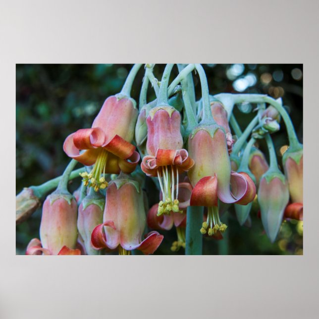 Affiches Fleurs succulentes d'Echeveria (Devant)