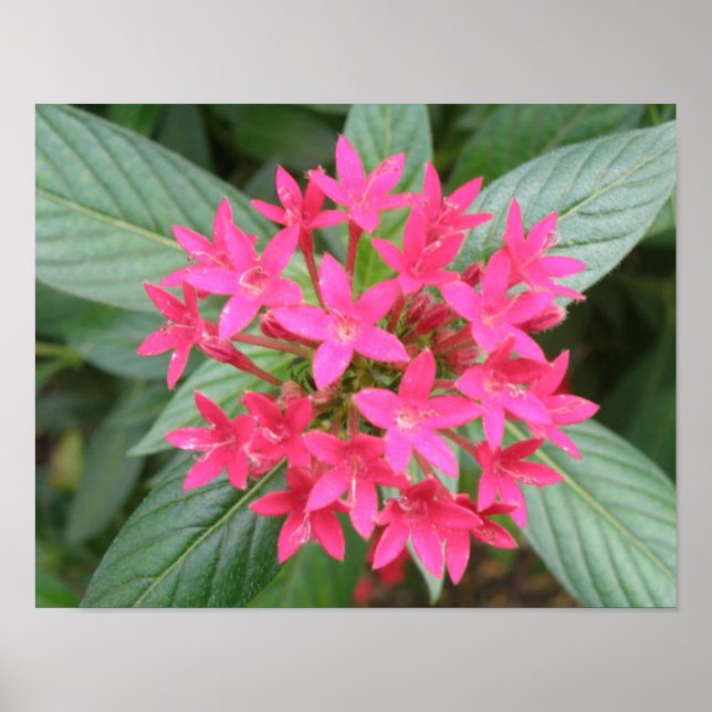 Affiches Fleurs tropicales roses vives (Devant)
