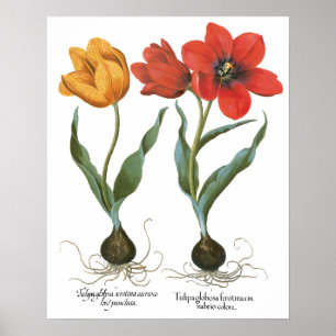 Affiches Fleurs vintages de tulipe de ressort par Basilius