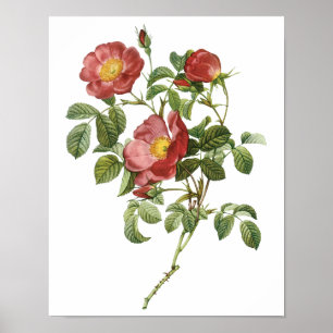 Affiches Fleurs vintages Rose florale rouge de l'amour par