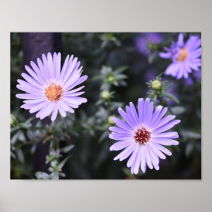 Affiches Fleurs violettes Été Nature Photographie Florale