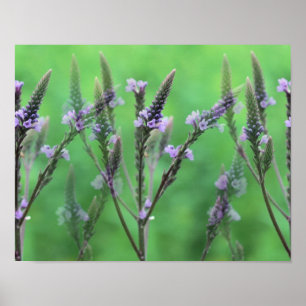 Affiches Fleurs violettes Vervain Multipliées