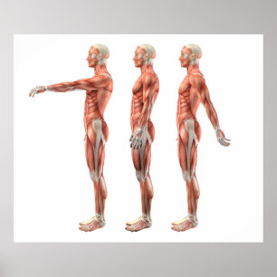 Affiches Flexion, extension et hyperextension d'épaule