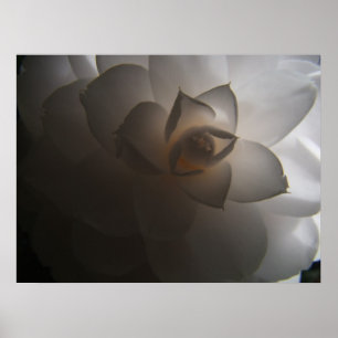 Affiches Flora Dramatica