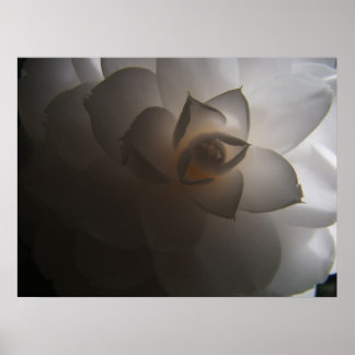 Affiches Flora Dramatica