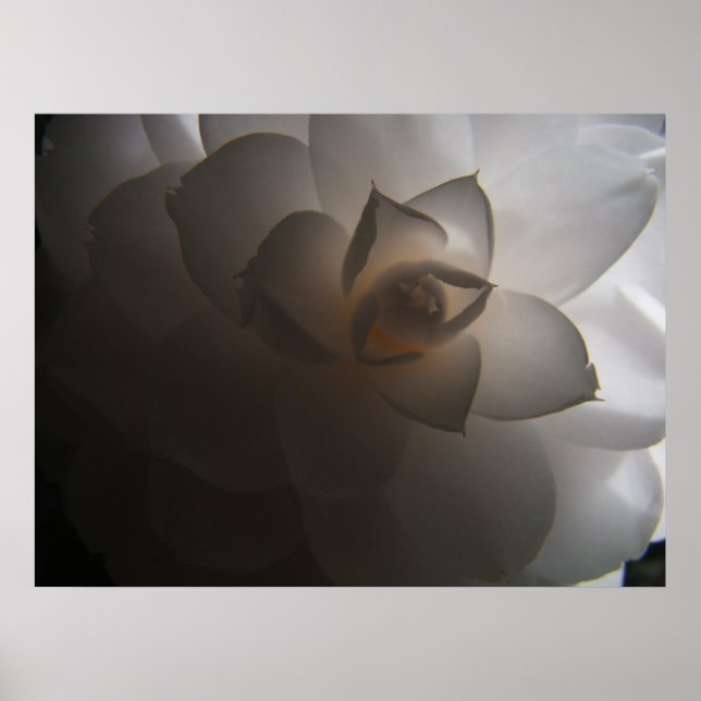 Affiches Flora Dramatica (Devant)