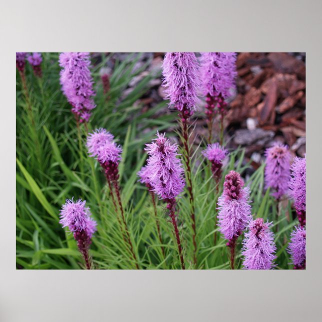 Affiches Floraison (Devant)