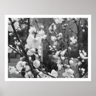 Affiches floraison de bois de chien