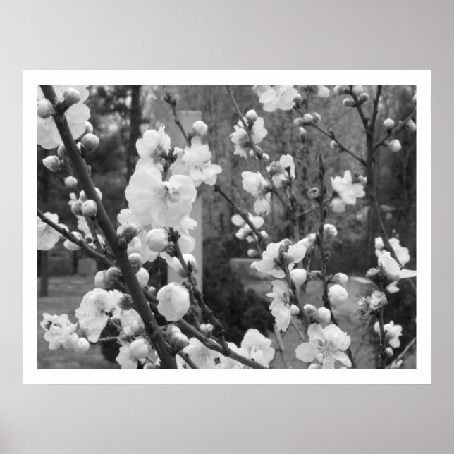Affiches floraison de bois de chien (Devant)