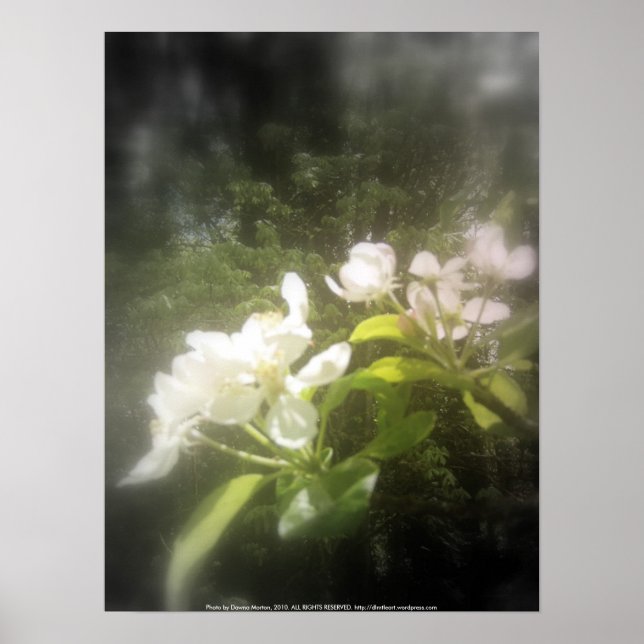 Affiches floraisons de pomme #2, focale noir et blanc (Devant)