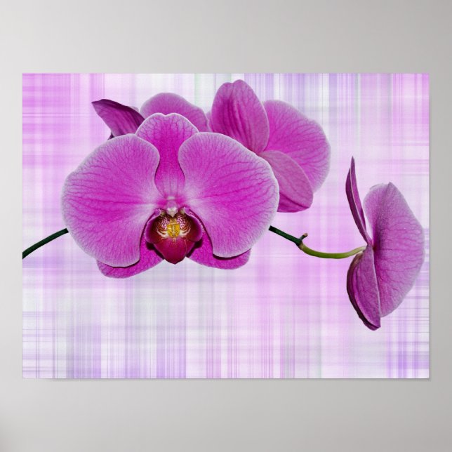 Affiches Floraisons d'orchidée (Devant)