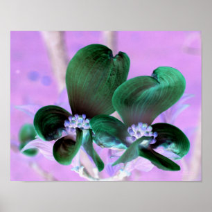 Affiches Floral de Dogwood éclairé