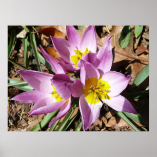 Affiches Floral de Pink