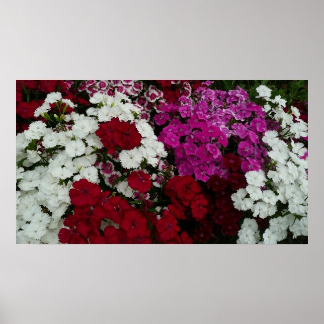 Affiches Floral Dianthus blanc, rose et rouge (Devant)