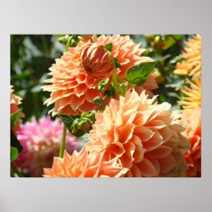 Affiches florales Dahlia Orange Fleurs Jardins