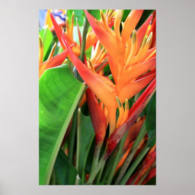 Affiches Florales d'Heliconia Tropical (Devant)