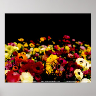 Affiches Floralscape/JSKCA001