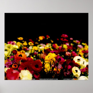 Affiches Floralscape/JSKCA001