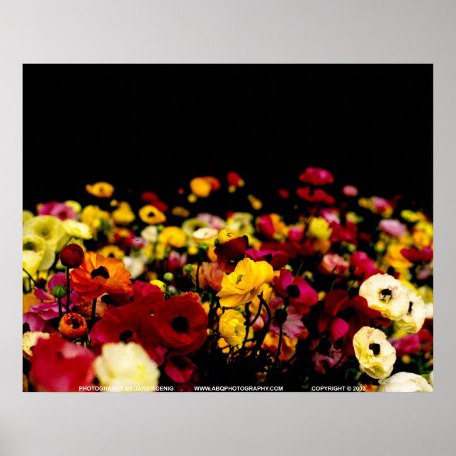 Affiches Floralscape/JSKCA001 (Devant)