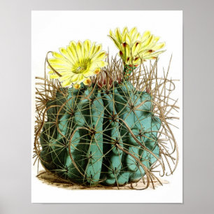 Affiches Flower Cactus No5 Histoire naturelle Vintage Impri