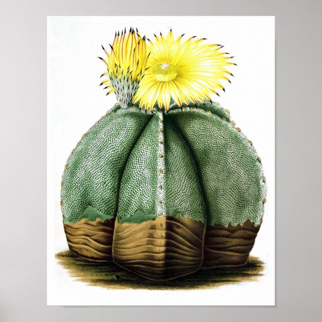 Affiches Flower Cactus No7 Vintage Histoire naturelle Impri (Devant)