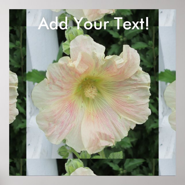 Affiches Flower Hollyhock (Devant)