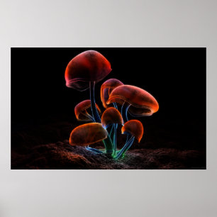 Affiches Fluorescence (2009)