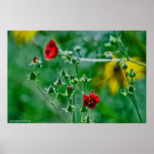 Affiches Fly-By dans le jardin
