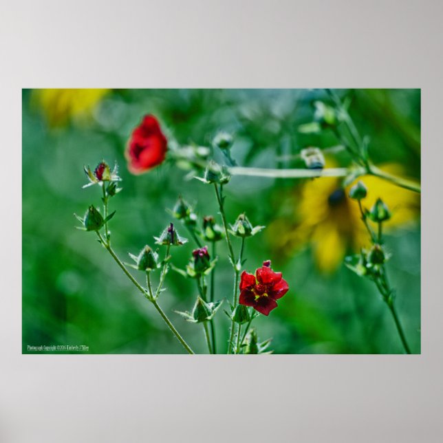 Affiches Fly-By dans le jardin (Devant)