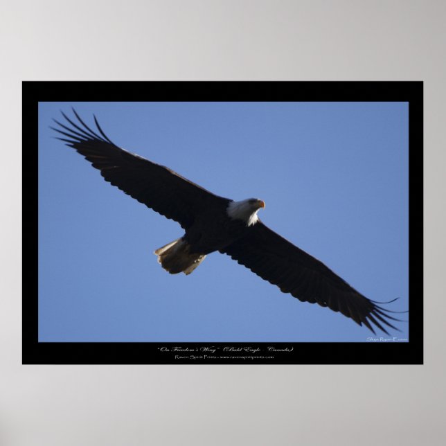 Affiches Flying Bald Eagle Wildlife Photo Print (Devant)