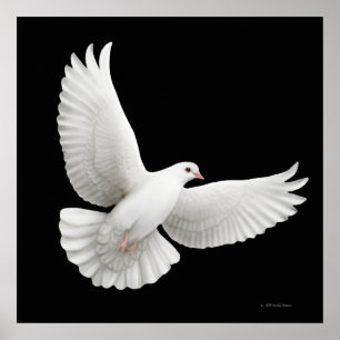 Affiches Flying White Dove Print