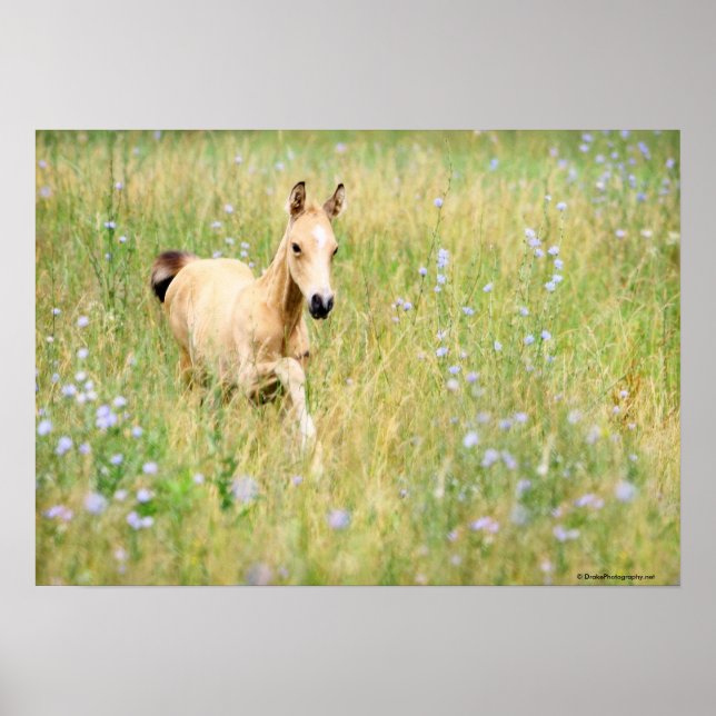 Affiches Foal et fleurs (Devant)