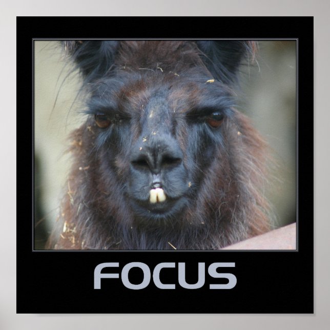 Affiches Focus Intense Llama Inspiration (Devant)