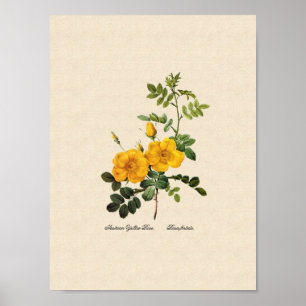 Affiches Foetida de Rosa