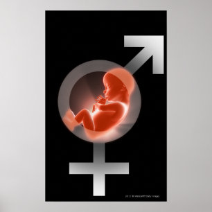 Affiches Foetus superposé au-dessus des symboles masculins