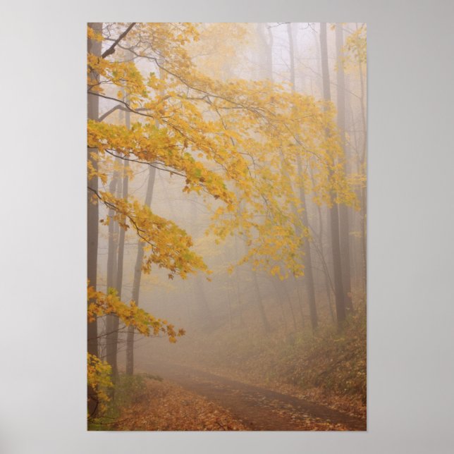 Affiches Fog et feuillage d'automne, Great Smoky Mountains (Devant)